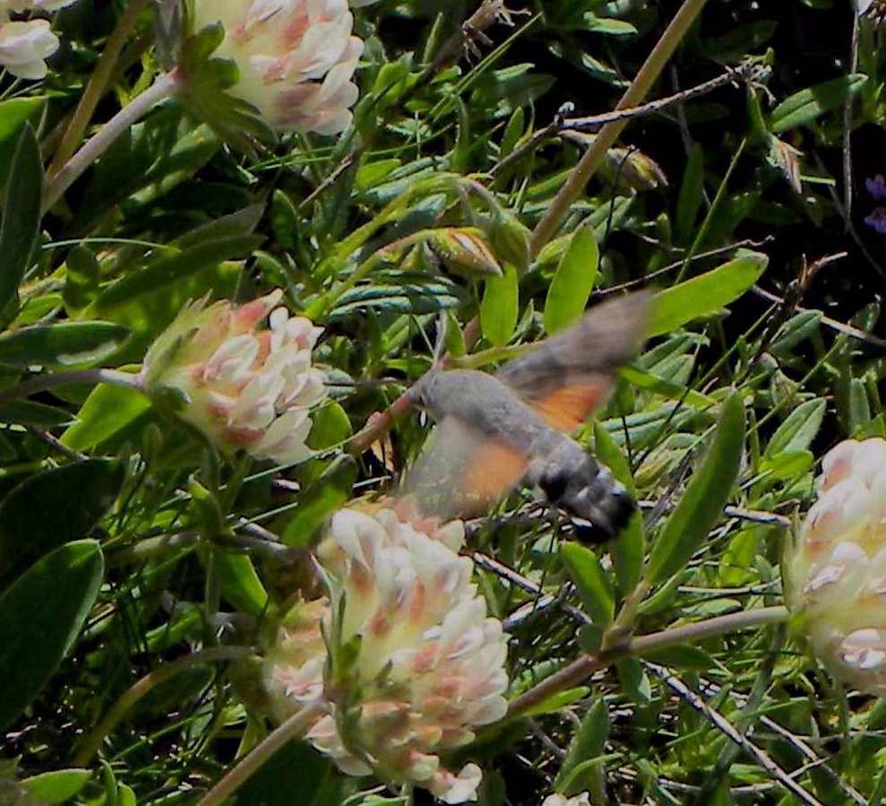 Macroglossum stellatarum